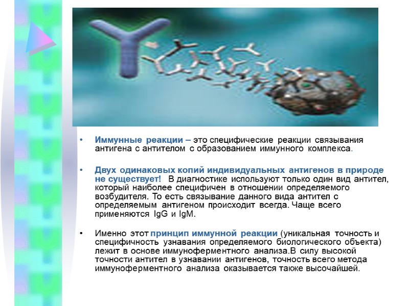 Иммунные реакции – это специфические реакции связывания антигена с антителом с образованием иммунного комплекса.